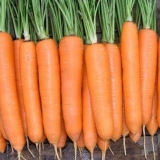 Šargarepa dordogne f1